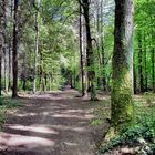 Mischwald im Kölner Königsforst