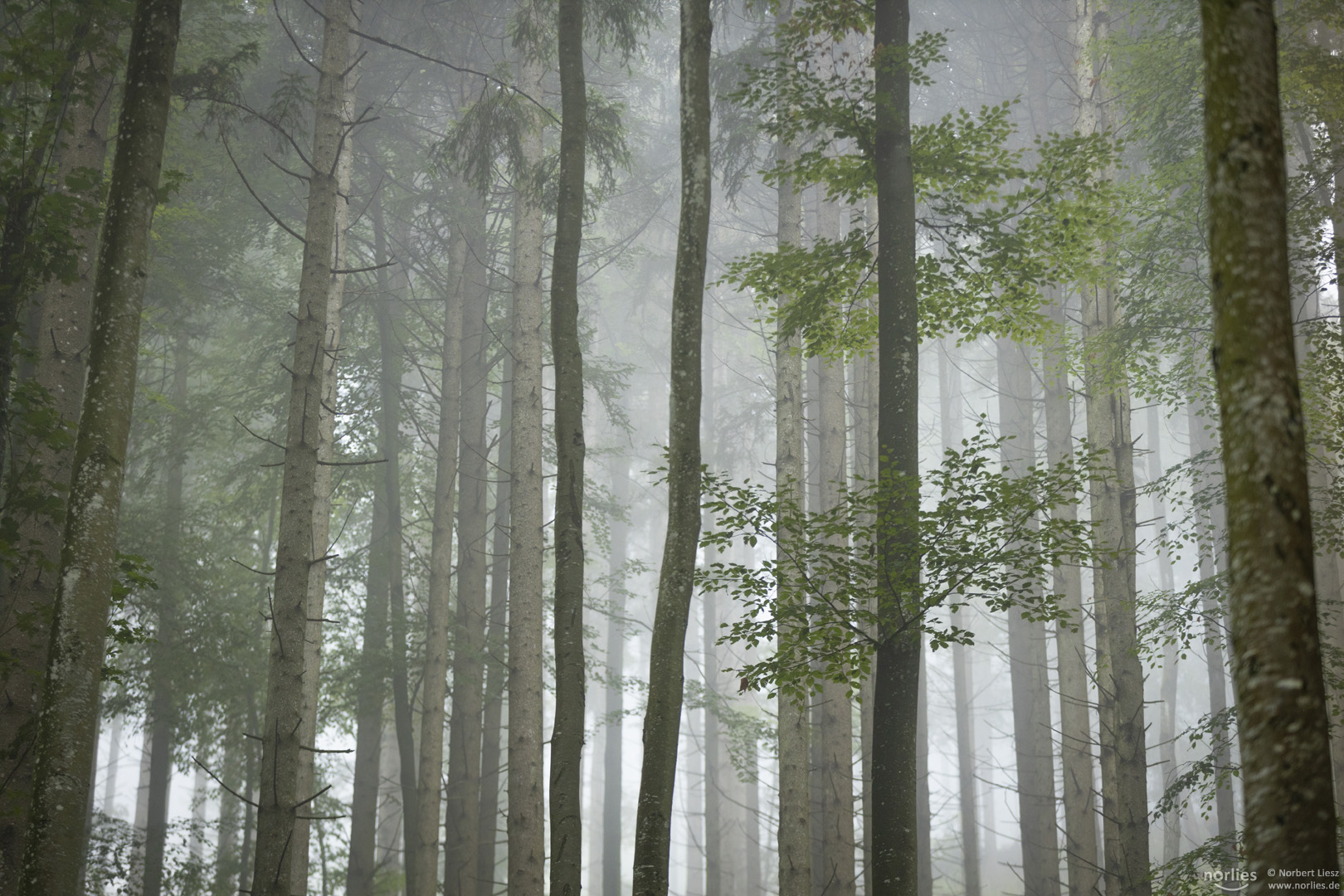 Mischwald im Nebel