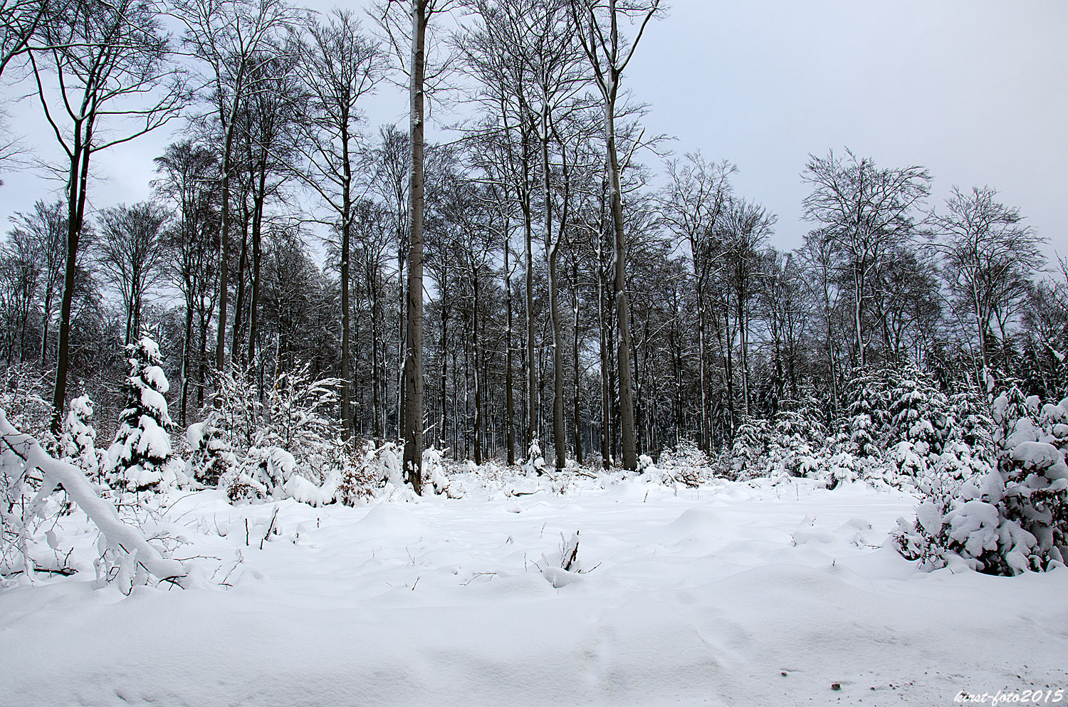 Mischwald im Schnee