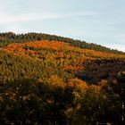 Mischwald in der Abendsonne (1)