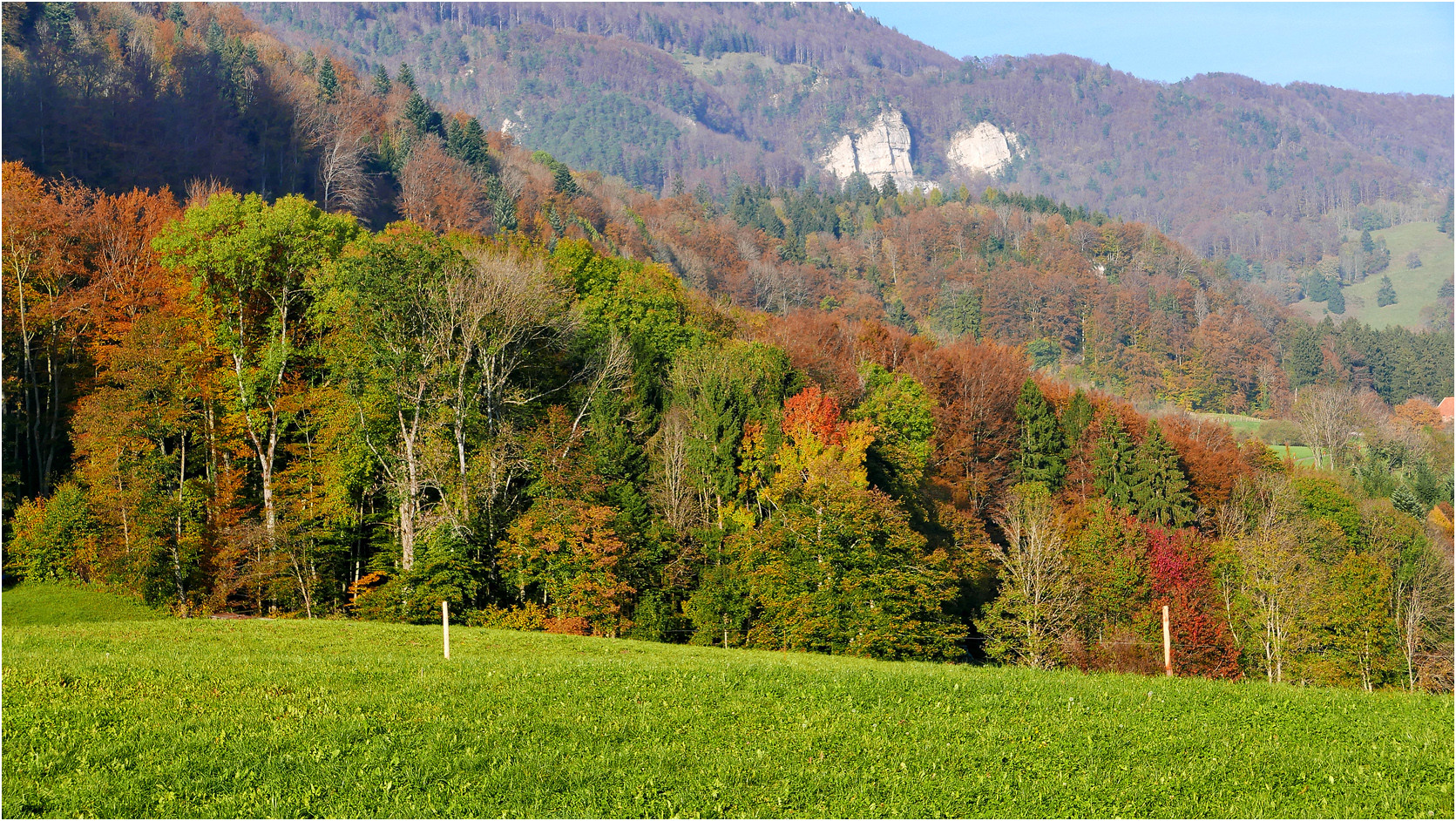 Mischwald in Herbstfarben