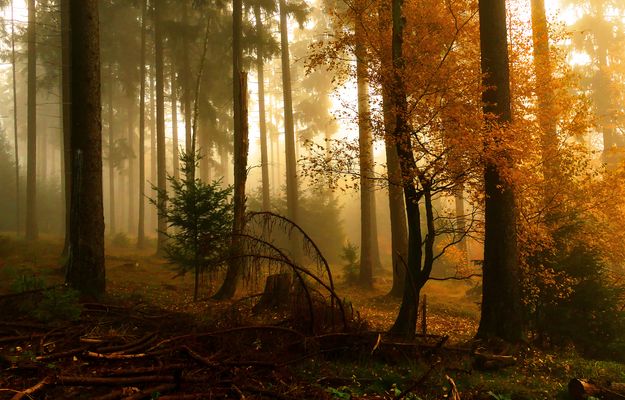Mischwald in herbstlich nebligem Gewand