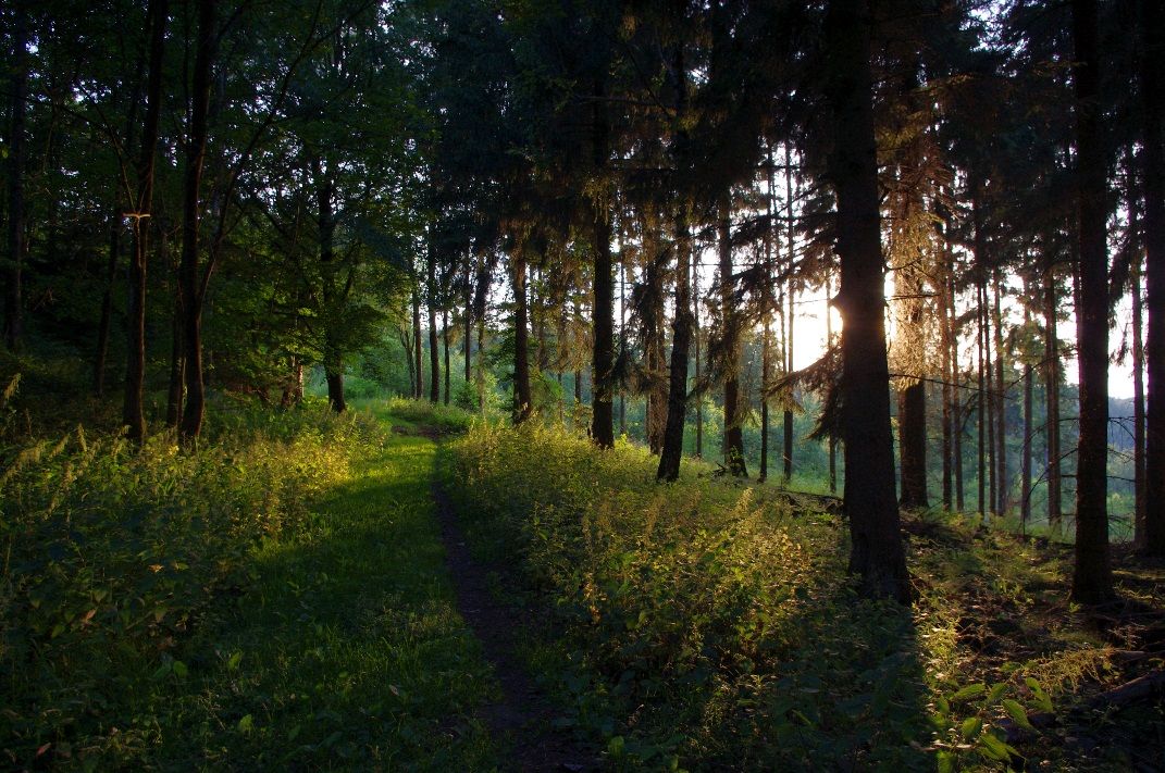 Mischwald - Sommerabend