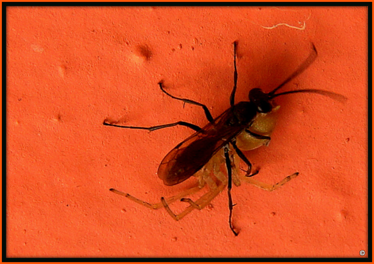 Miscophus Ater - Grabwespe mit erbeuteter Kugelspinne