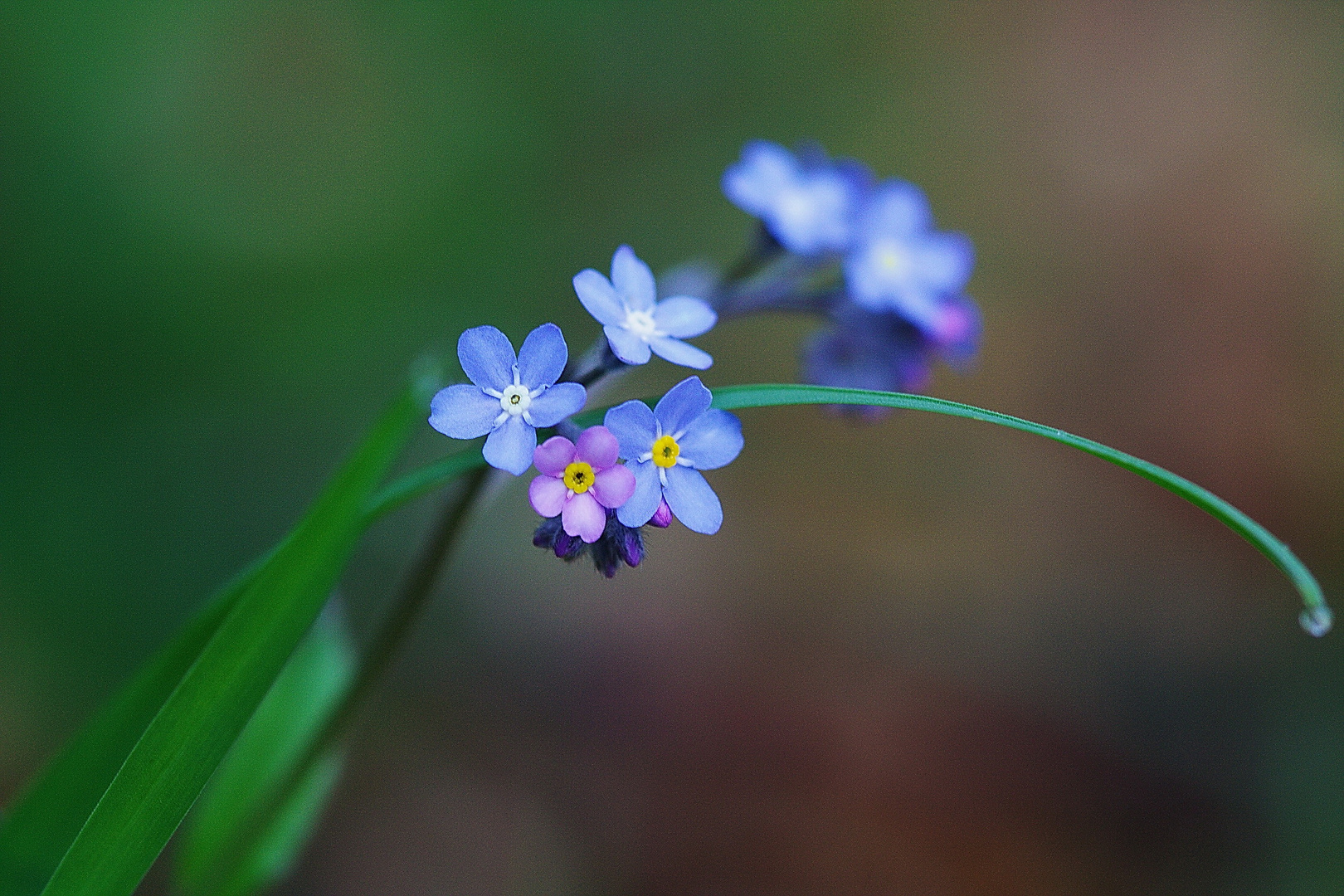 Mise en fleurs ...