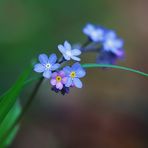 Mise en fleurs ...