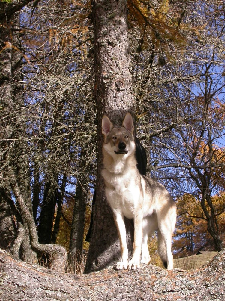 MISHA - Monte Bondone