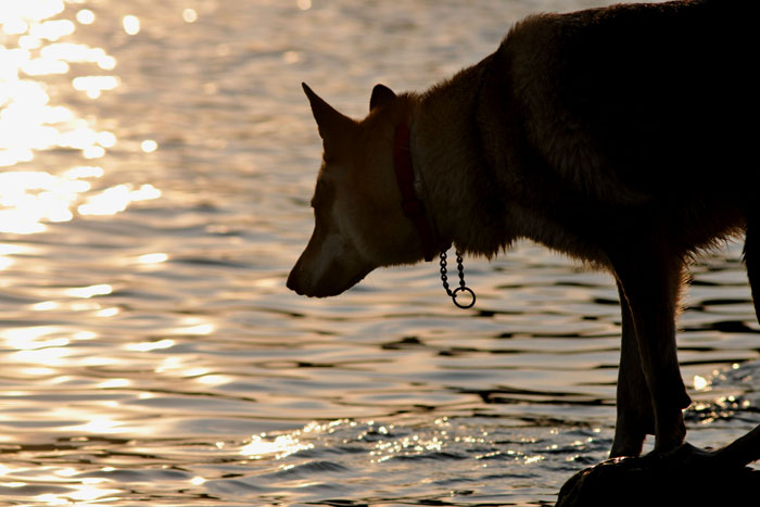 MISHA - sardegna 2009