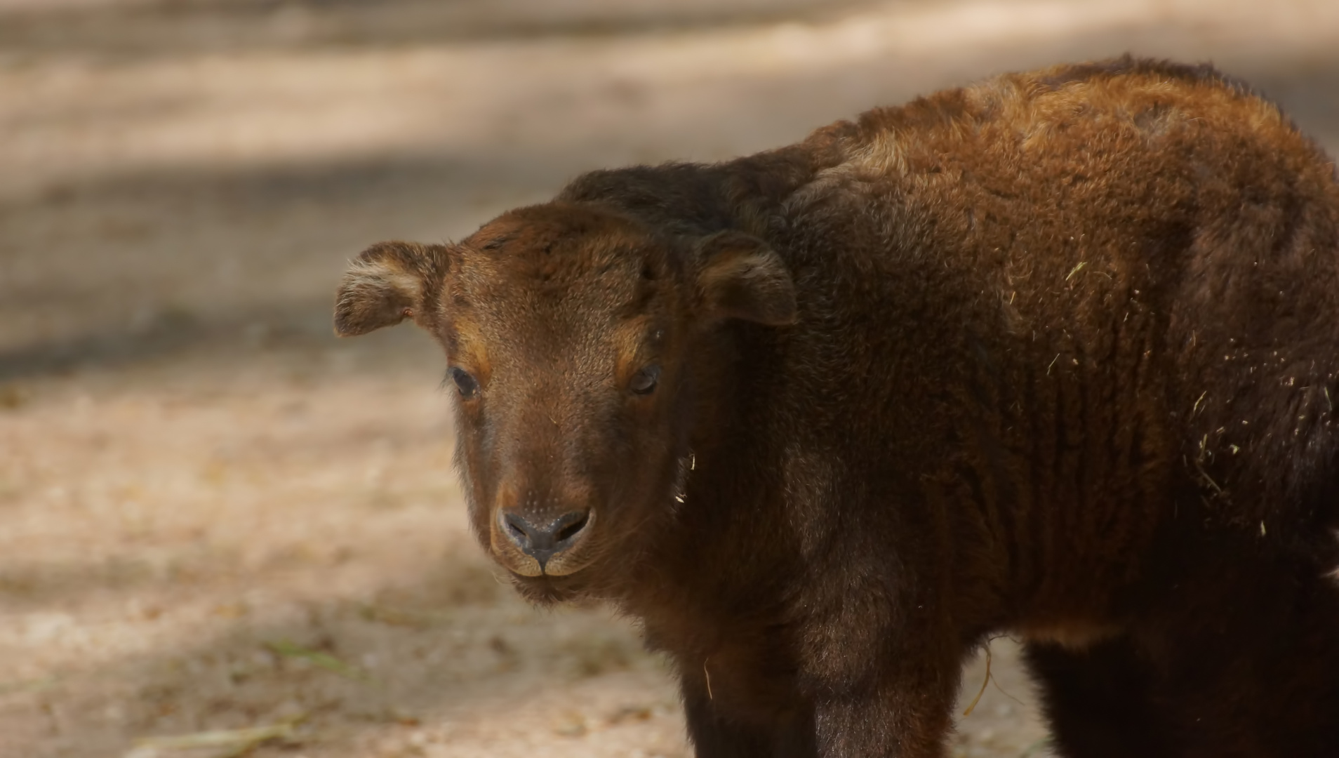 Mishmi-Takin