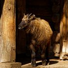 Mishmi-Takin