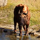 Mishmi-Takin 