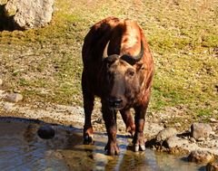 Mishmi-Takin 