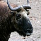 Mishmi-Takin