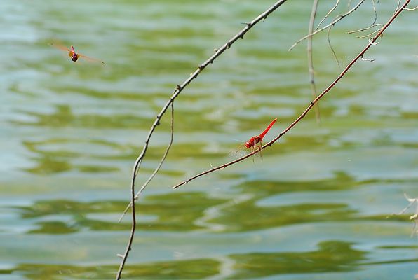 misión cumplida...regreso.