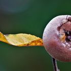 Mispel  (Crataegus germanica)