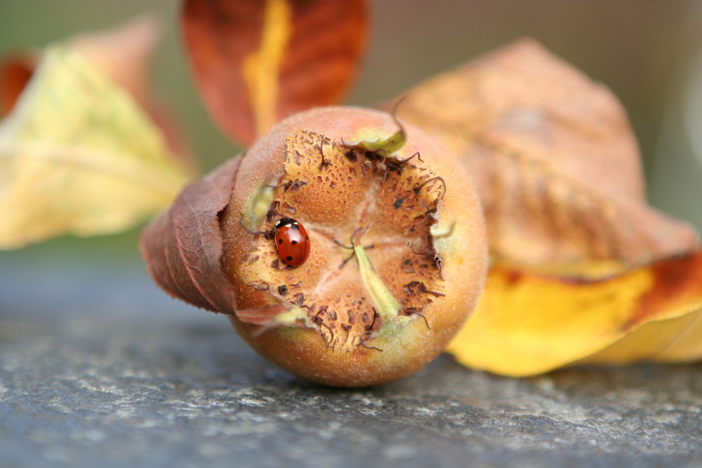 Mispel mit Marienkäfer