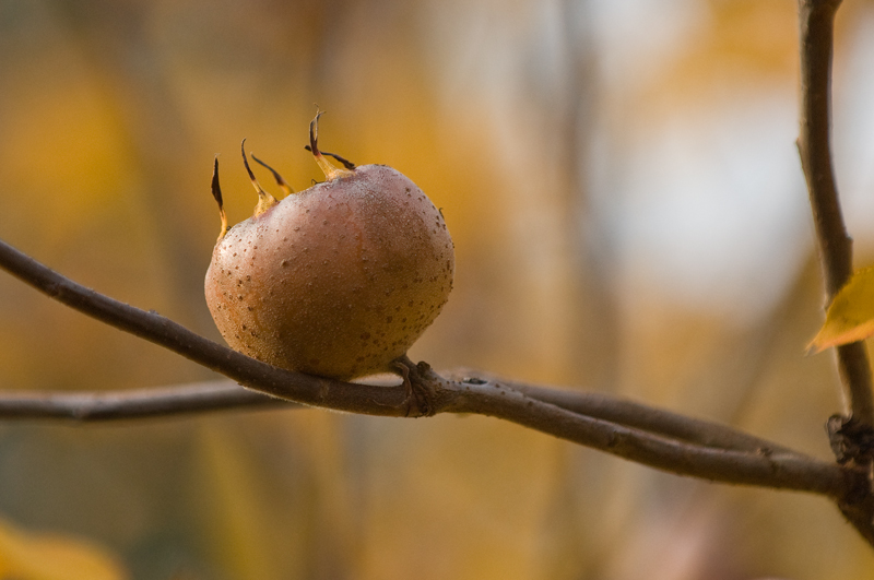 Mispelfrucht