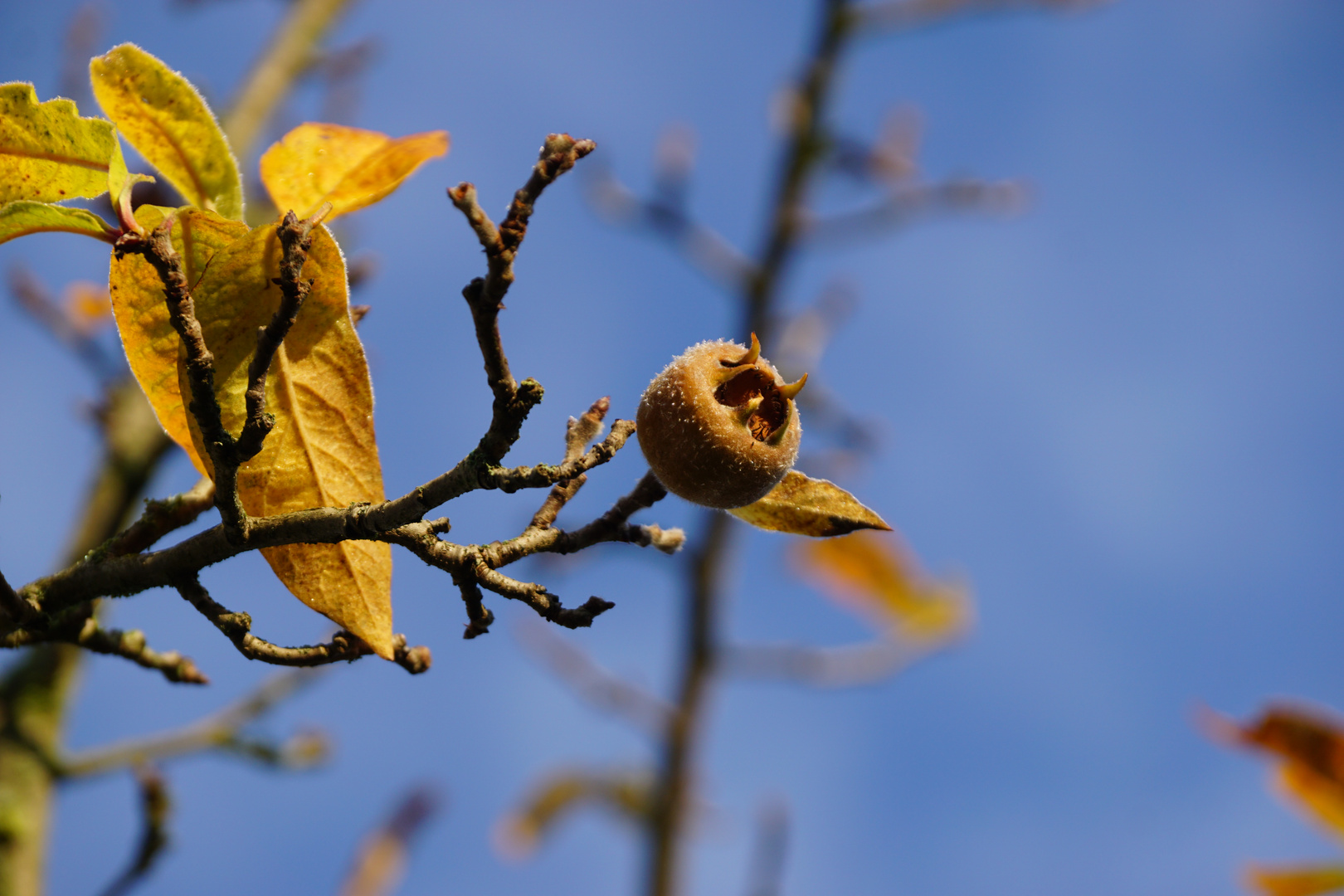 Mispeln brauchen Frost um zu schmecken