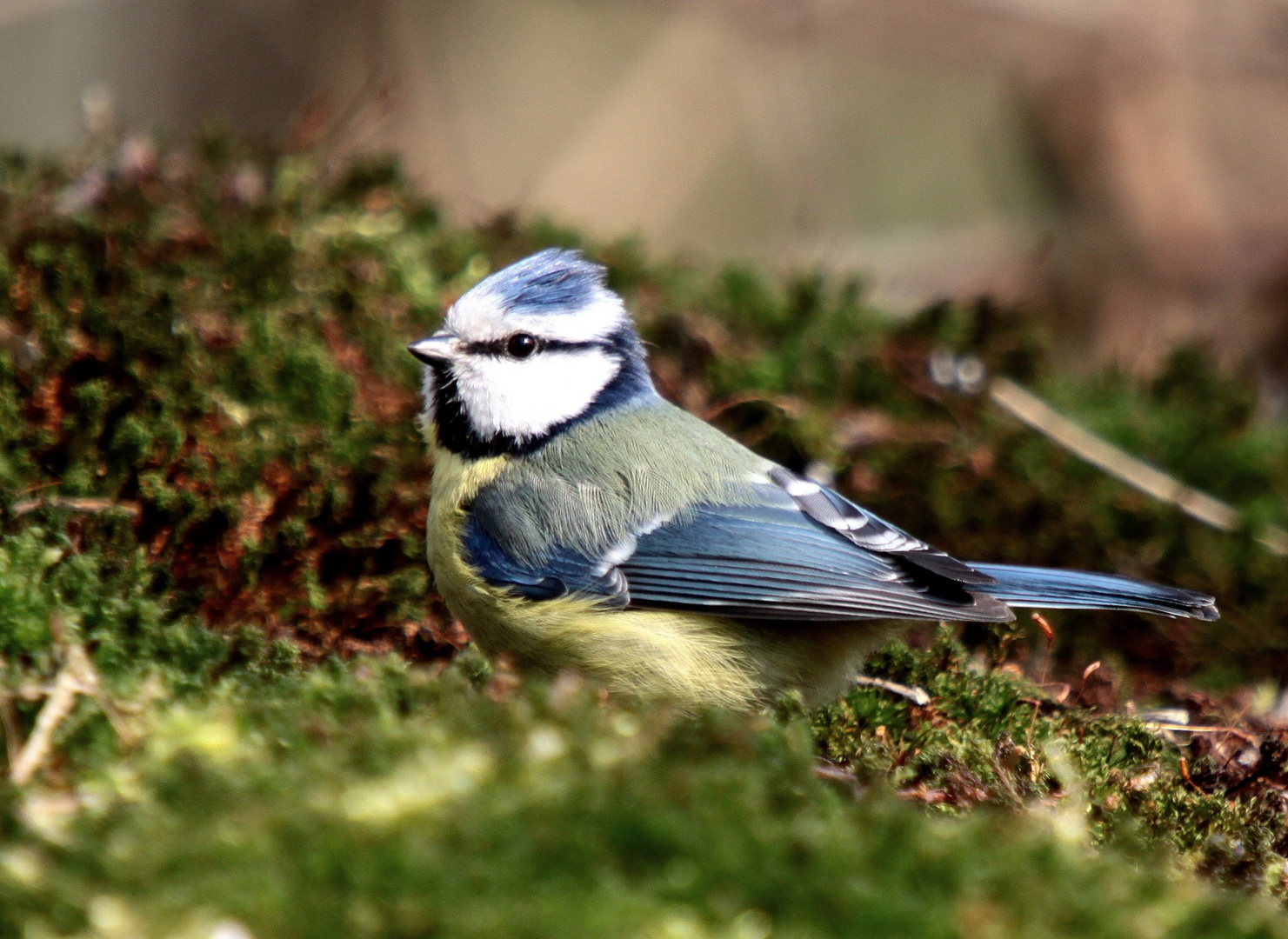 Miss Bleue a l'écoute