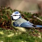 Miss Bleue a l'écoute