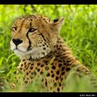 Miss Cheetah