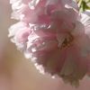 Miss Cherry Blossom