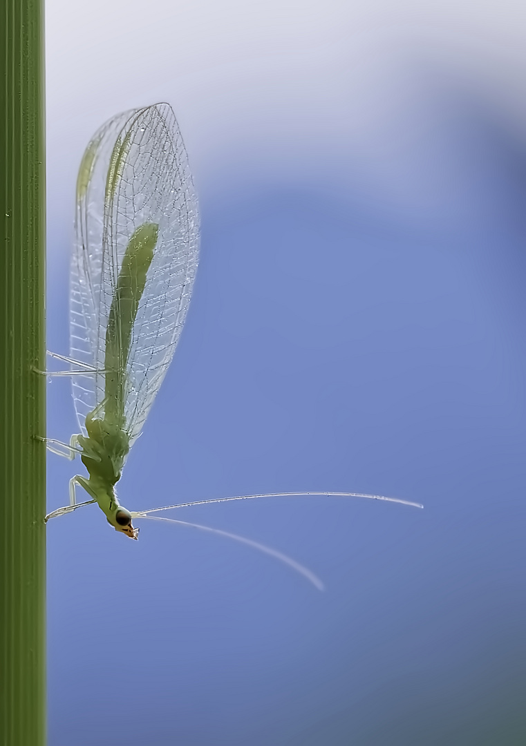 Miss " Demoiselle aux yeux d'or "....l'ai-je bien desendu ?