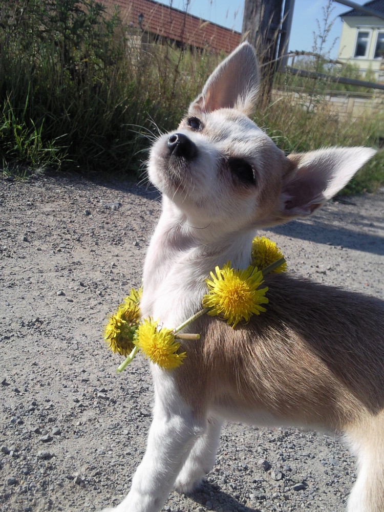 Miss Elly beim Sonnen