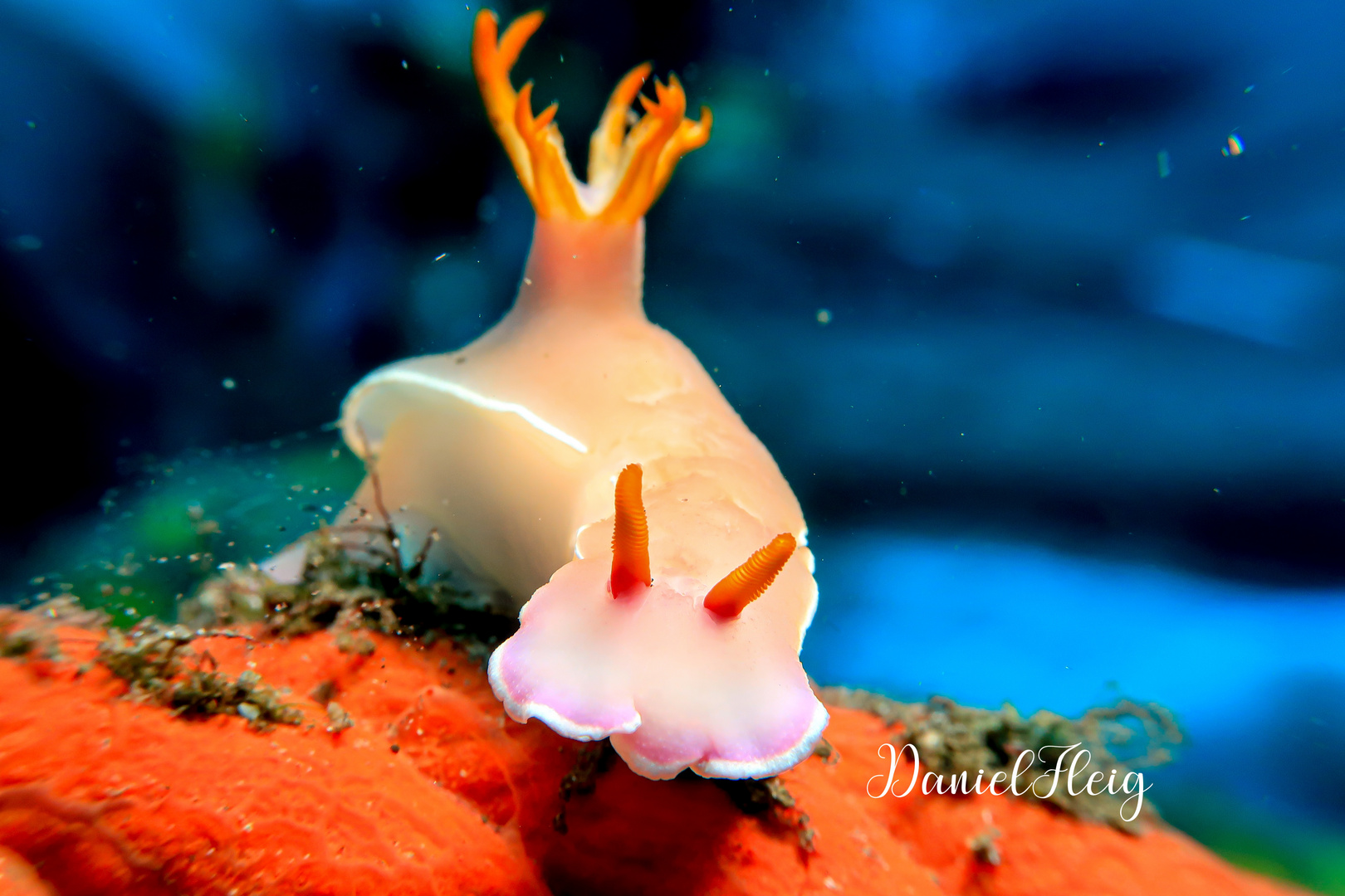 Miss Hypselodoris