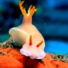 Miss Hypselodoris