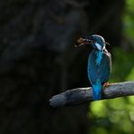 Miss Kingfisher