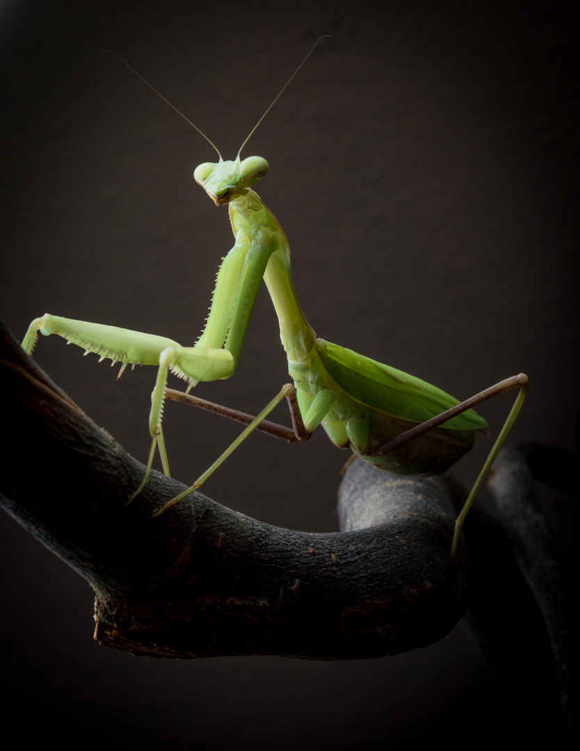 Miss Marilyn Mantis