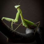 Miss Marilyn Mantis