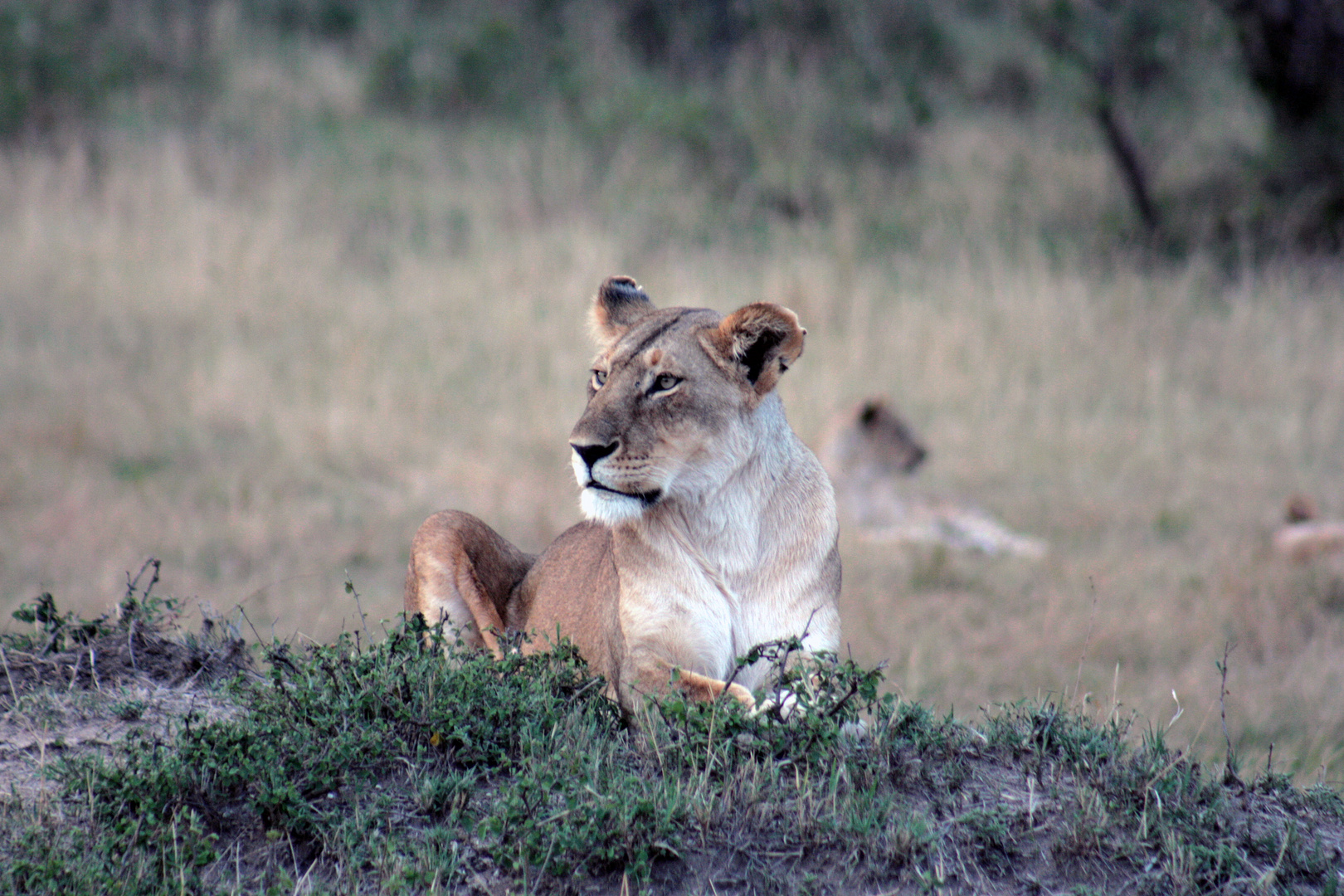 miss massai mara