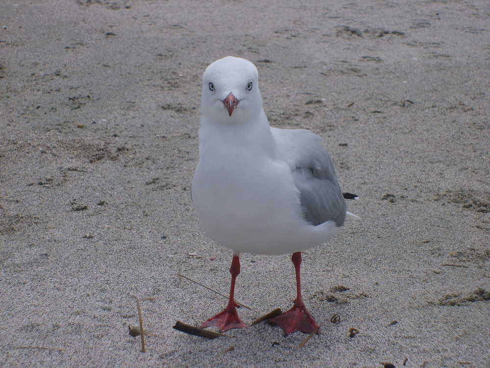 miss seagull