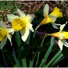 Misselblumen in Misselberg bei Nassau/Lahn