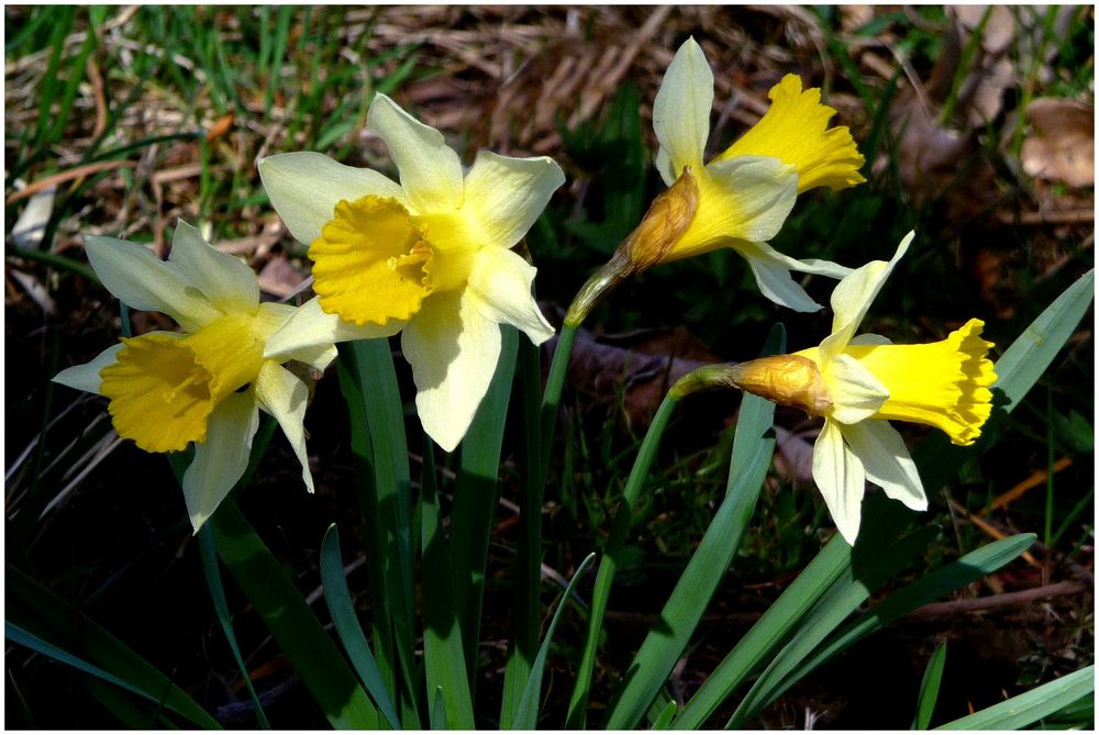 Misselblumen in Misselberg bei Nassau/Lahn Foto & Bild pflanzen