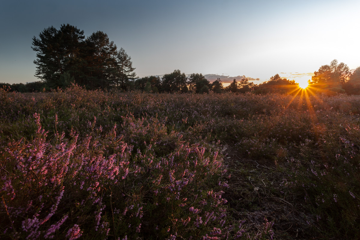 Misselhorner Heide