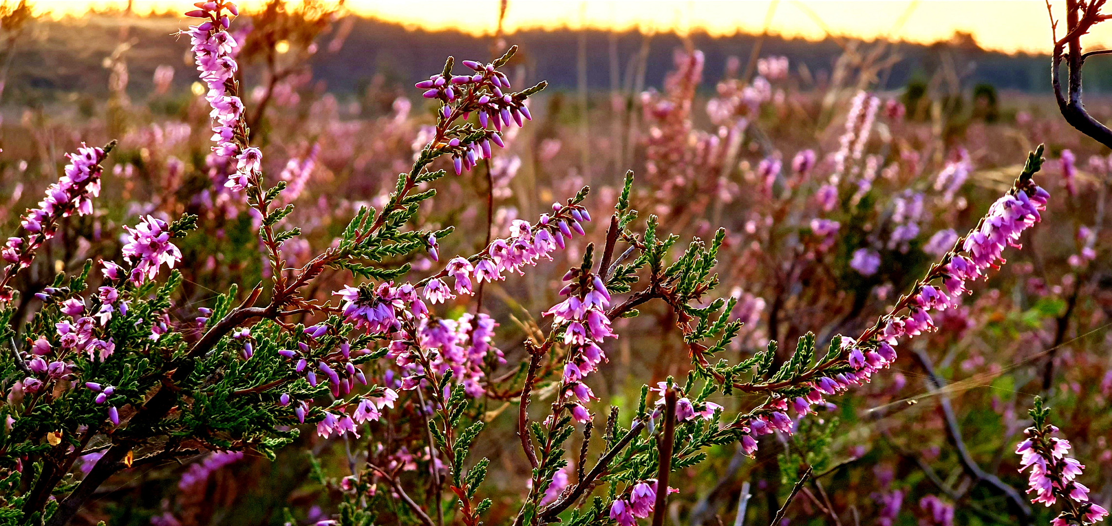 Misselhorner Heide