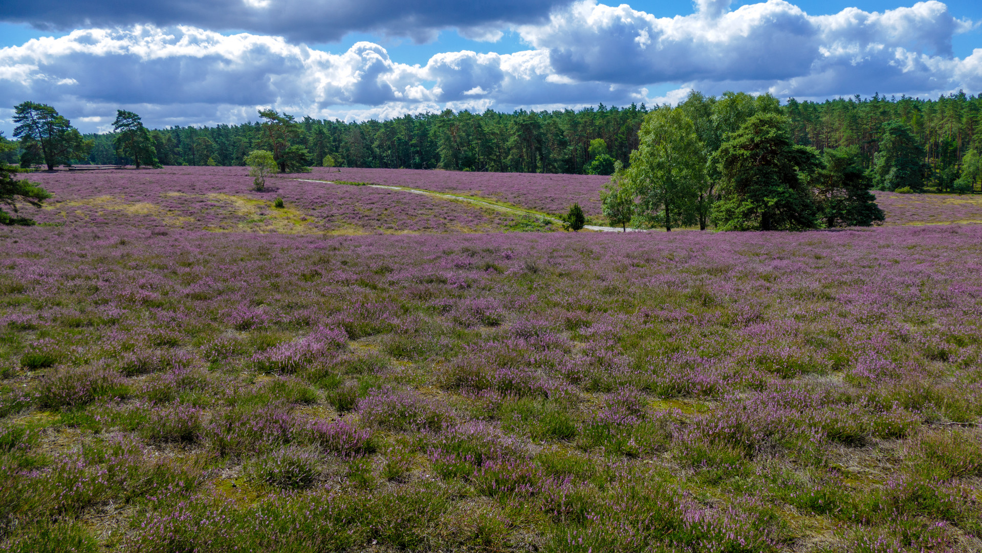 Misselhorner Heide in voller Blüte 