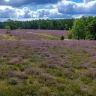 Misselhorner Heide in voller Blüte 