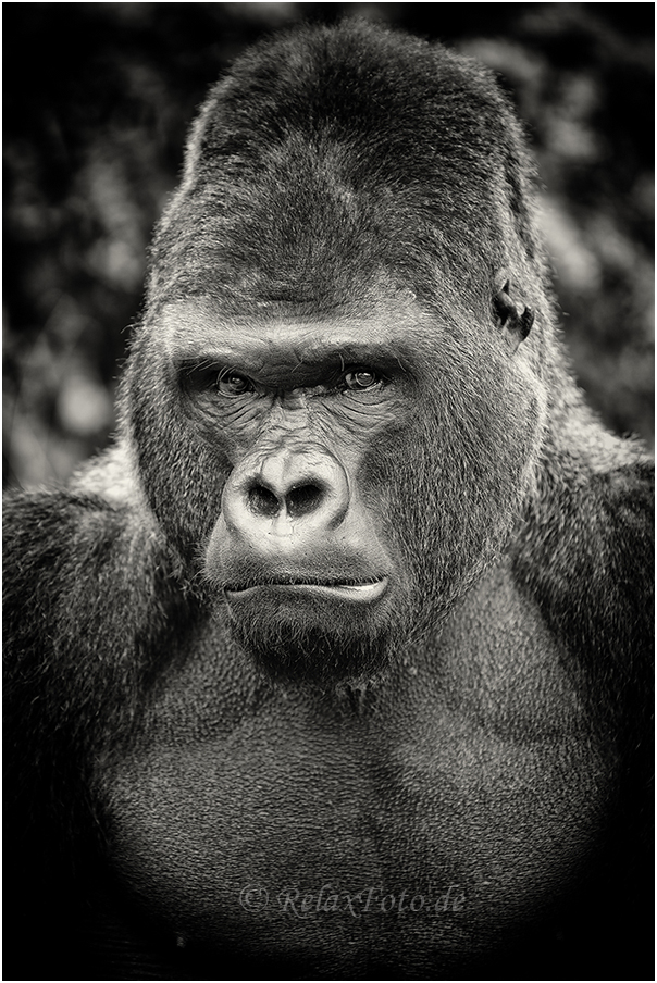 &quot;Missfallen&quot; Silberrücken GorillaPorträt Foto &amp; Bild tiere, zoo