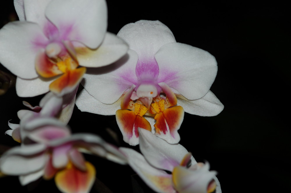 Missgebildete Phalaenopsis-Blüte