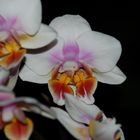 Missgebildete Phalaenopsis-Blüte