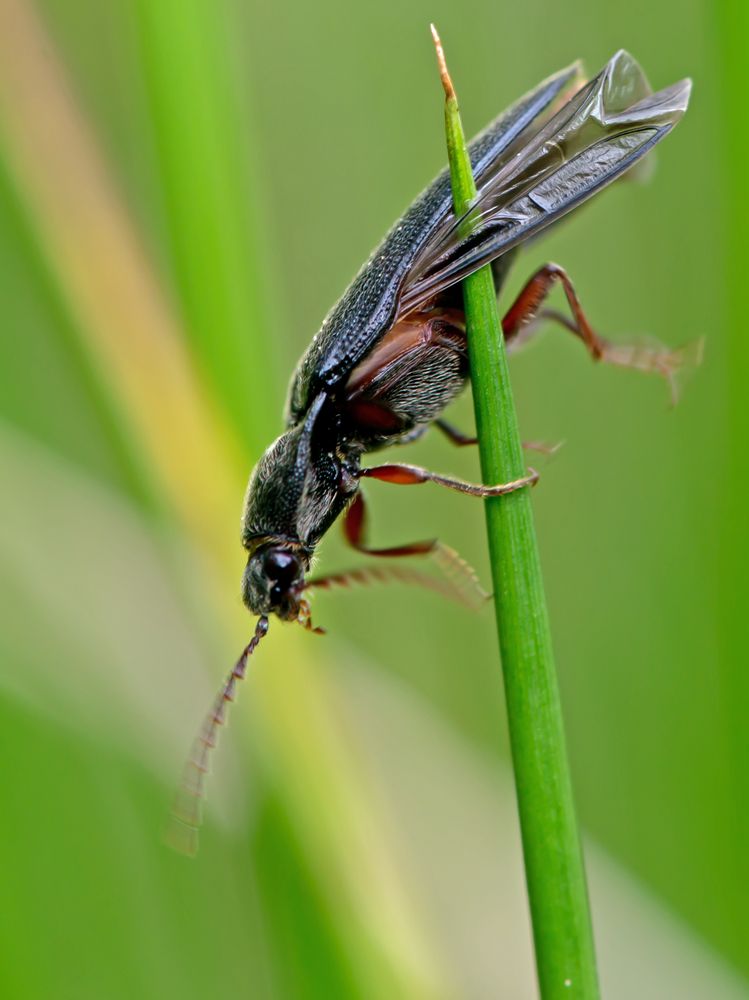 Mißgeschick eines Käfer's