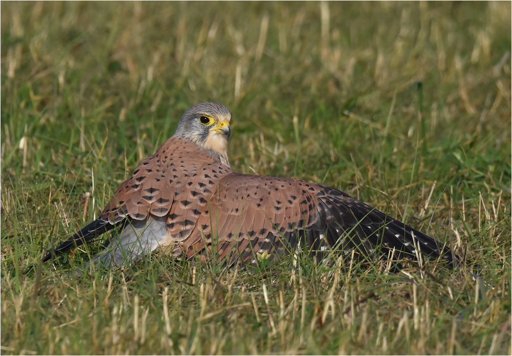 Missglückter Jagdversuch