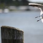 Missglückter Landeanflug wegen Seitenwind