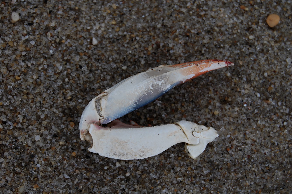 Missing - One Crab Leg