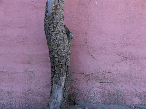 Mission Adobe Tree Trunk