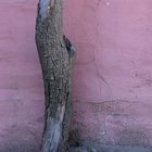 Mission Adobe Tree Trunk